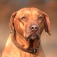 http://listadoderazasdeperrosygatos.blogspot.com/2015/02/raza-rhodesian-ridgeback.html